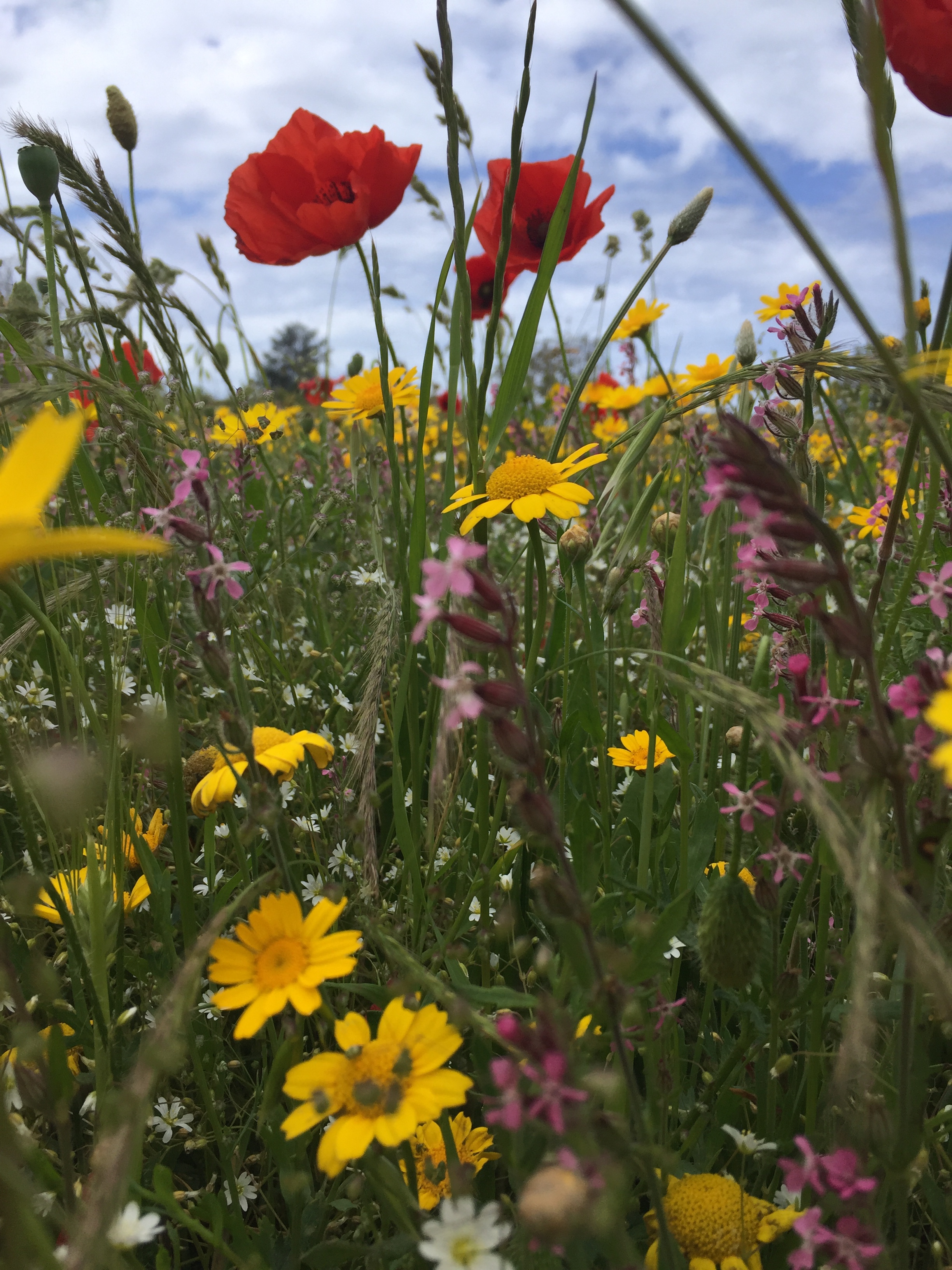 Litha- solstizio d'estate